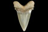 Serrated, Angustidens Tooth - Megalodon Ancestor #130853-2